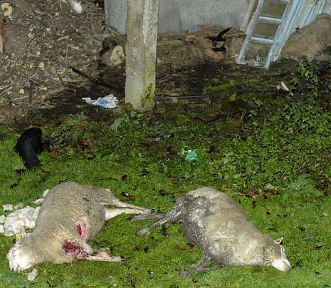 El lobo mata dos ovejas y un carnero en la rectoral de Santiso, en medio del núcleo